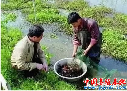 什么是標準?這就是標準!標準淡水小龍蝦養殖技術!