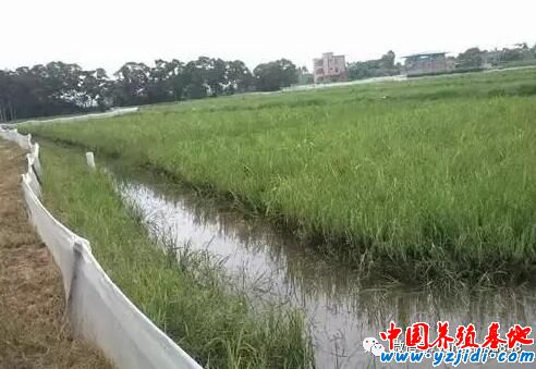 什么是標準?這就是標準!標準淡水小龍蝦養殖技術!