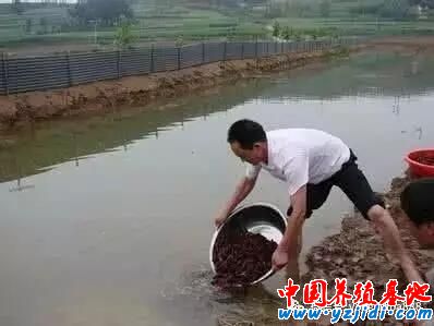 什么是標準?這就是標準!標準淡水小龍蝦養殖技術!
