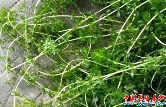 伊樂藻扔水里能活嗎?伊樂藻的最佳栽種時間是什么時候