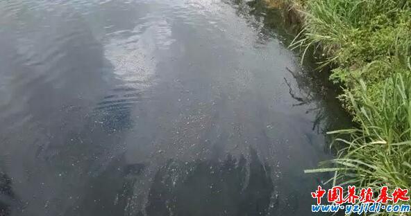 缺氧死魚、螃蟹上岸！高溫悶熱天池塘水質的7大管理措施！