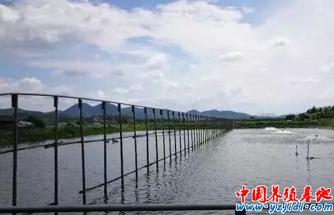 池塘中的亞硝酸鹽偏高，你知道怎么治嗎？