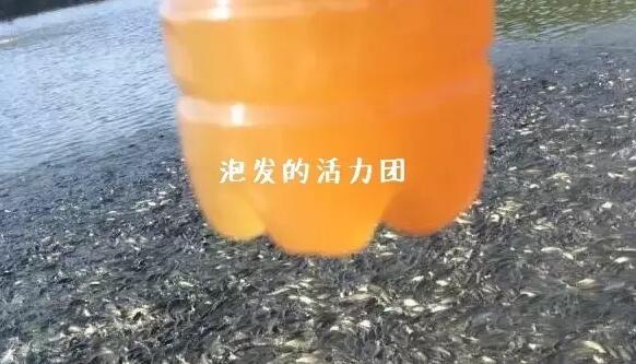 缺氧死魚、螃蟹上岸！高溫悶熱天池塘水質的7大管理措施！
