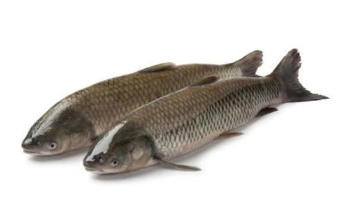 四大家魚是哪四種?四大家魚是怎么區分?