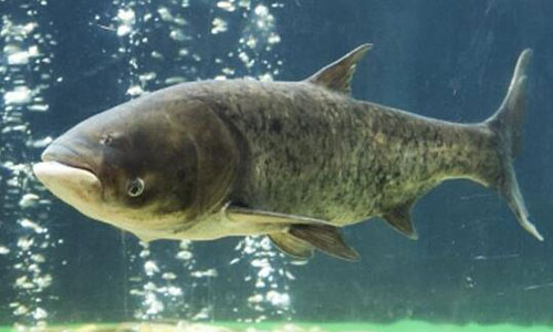 四大家魚是哪四種?四大家魚是怎么區分?