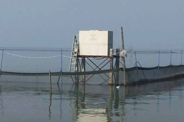魚塘投餌區溶氧量太低的危害