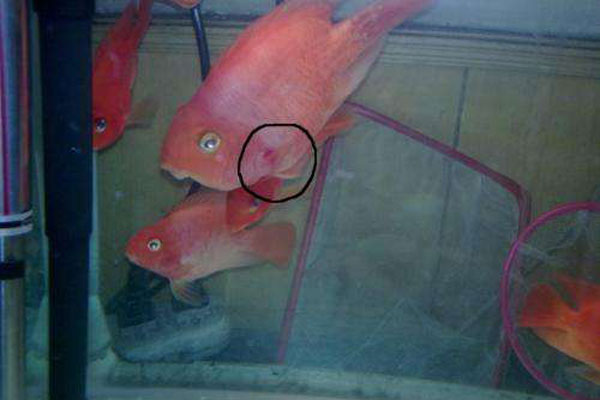 魚鰭根部充血怎么辦？金魚魚鰭根部充血這種病怎么正確治療？