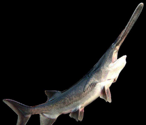 鴨嘴魚什么時候有魚苗？
