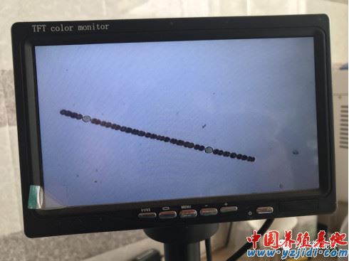 中國養殖基地 yzjidi.com