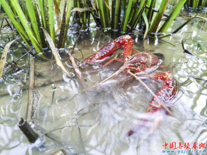 中國養殖基地 yzjidi.com