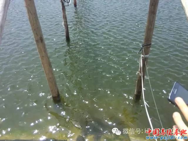 中國養殖基地 yzjidi.com