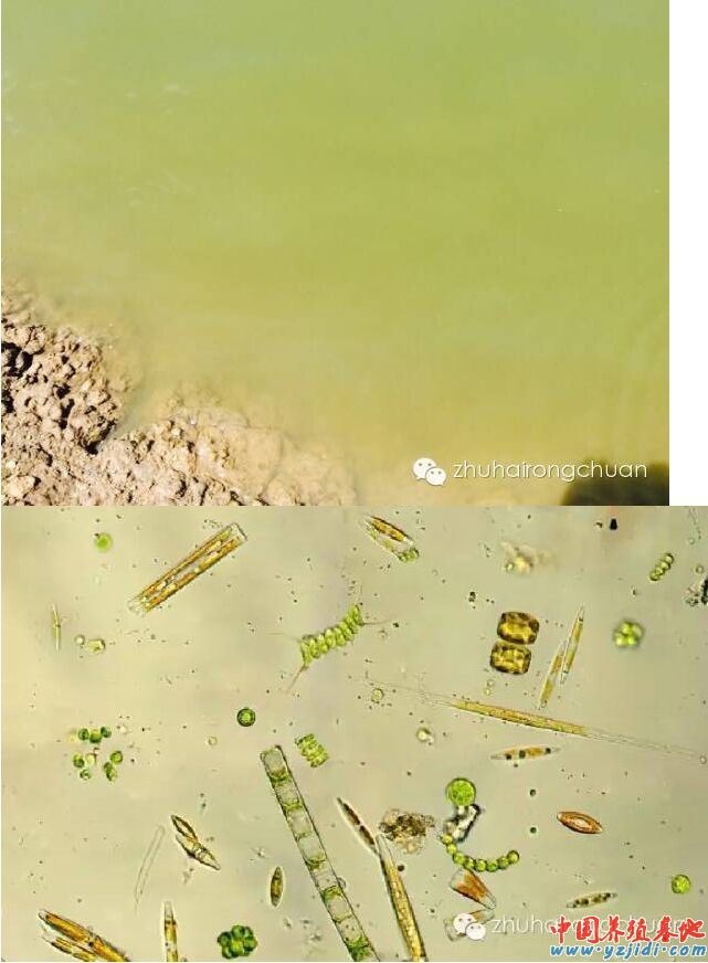 中國養殖基地 yzjidi.com