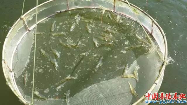 中國養殖基地 yzjidi.com