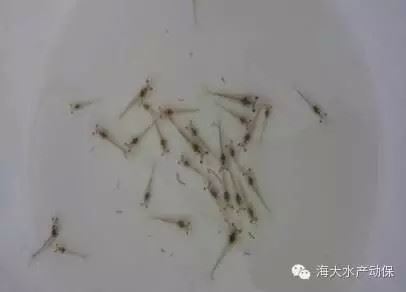 中國養殖基地 yzjidi.com
