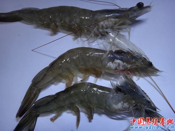 中國養殖基地 yzjidi.com