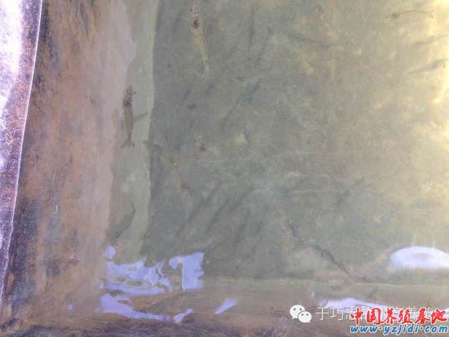 中國養殖基地 yzjidi.com