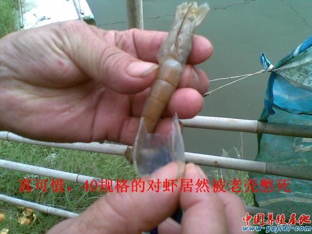 中國養殖基地 yzjidi.com