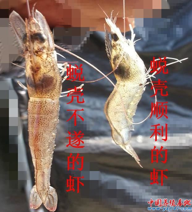 中國養殖基地 yzjidi.com