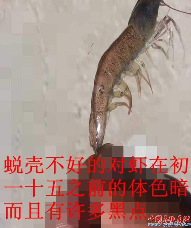 中國養殖基地 yzjidi.com
