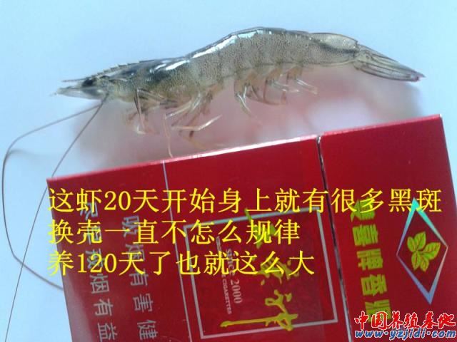 中國養殖基地 yzjidi.com