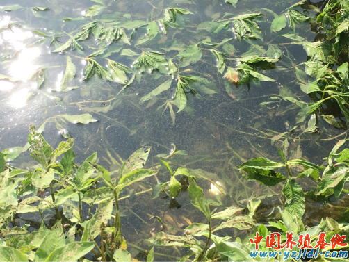 中國養殖基地 yzjidi.com