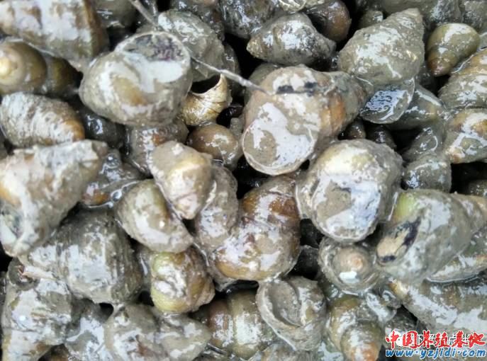 中國養殖基地 yzjidi.com