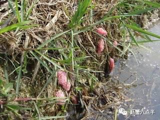 中國養殖基地 yzjidi.com