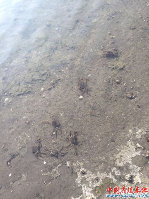 中國養殖基地 yzjidi.com