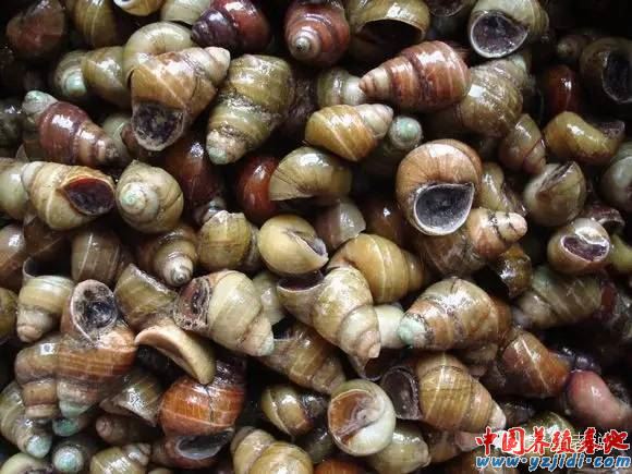 中國養殖基地 yzjidi.com