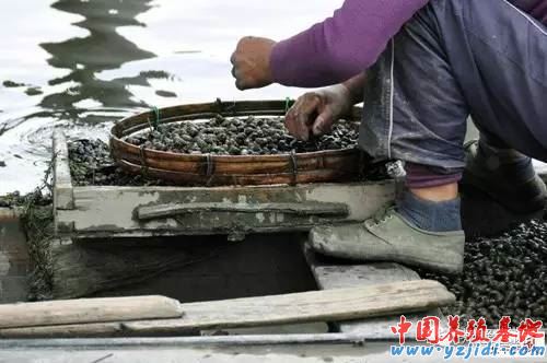 中國養殖基地 yzjidi.com