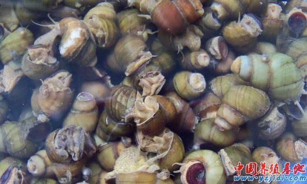 中國養殖基地 yzjidi.com