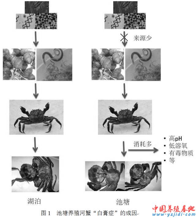 中國養殖基地 yzjidi.com