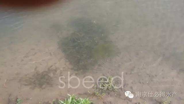 中國養殖基地 yzjidi.com