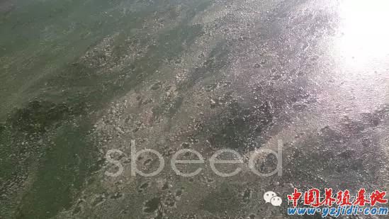 中國養殖基地 yzjidi.com