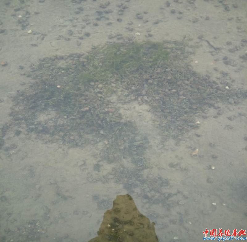 中國養殖基地 yzjidi.com