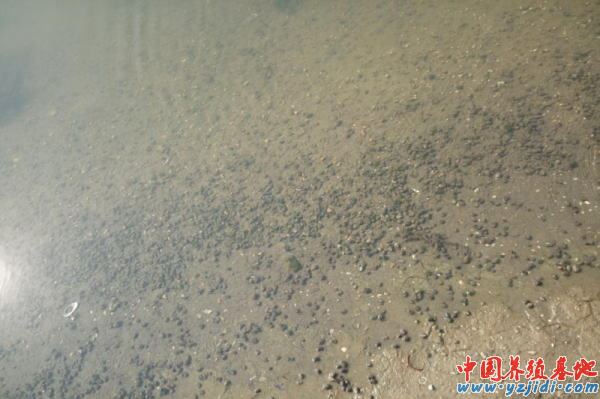 中國養殖基地 yzjidi.com