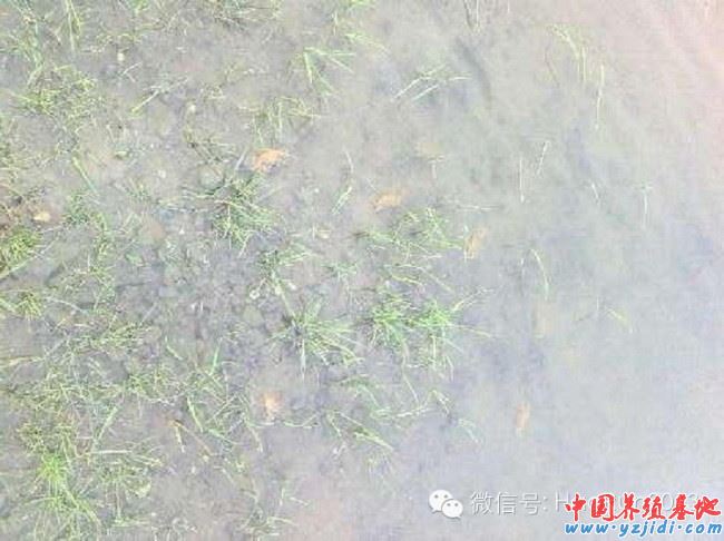 中國養殖基地 yzjidi.com