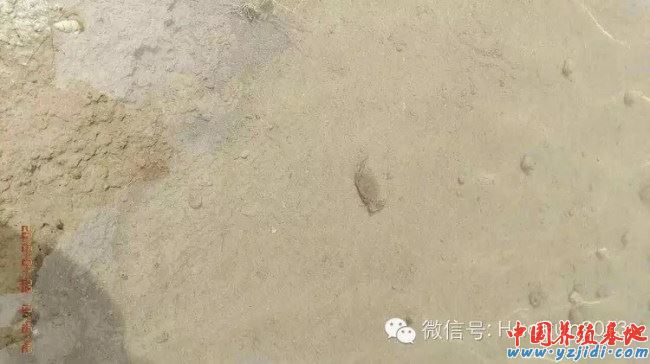 中國養殖基地 yzjidi.com