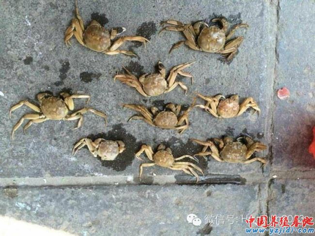 中國養殖基地 yzjidi.com