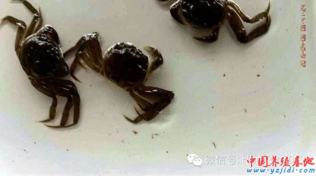 中國養殖基地 yzjidi.com