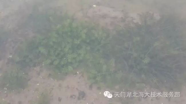 中國養殖基地 yzjidi.com