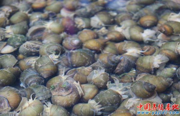 中國養殖基地 yzjidi.com