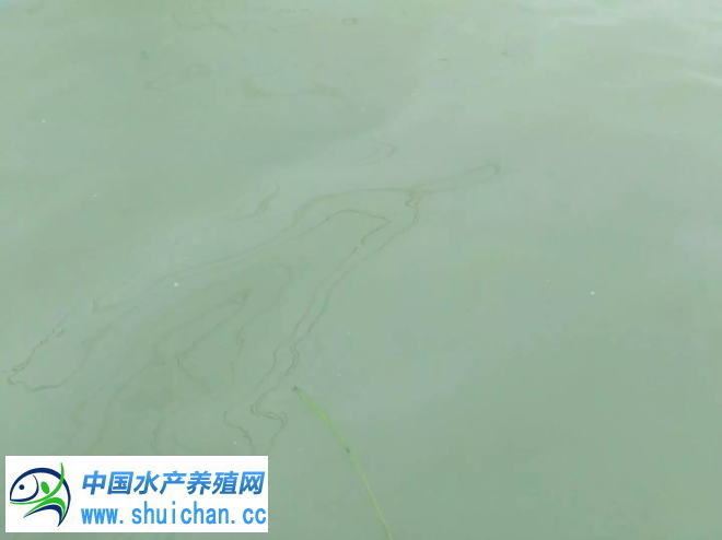 中國養殖基地 yzjidi.com