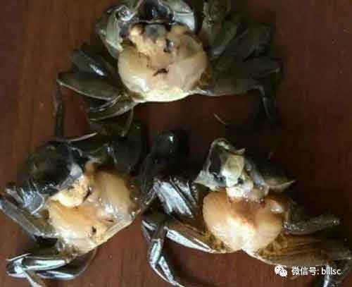 中國養殖基地 yzjidi.com