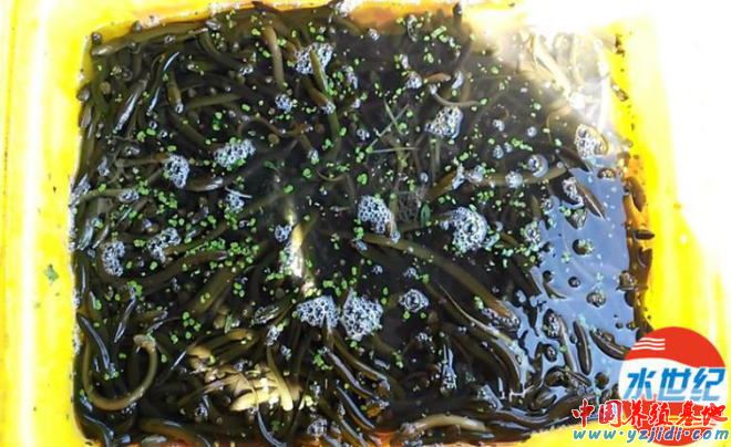 中國養殖基地 yzjidi.com