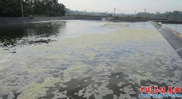 中國養殖基地 yzjidi.com