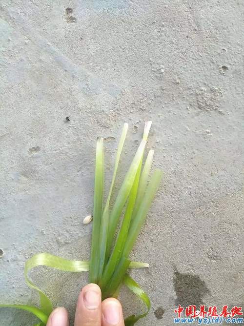 中國養殖基地 yzjidi.com