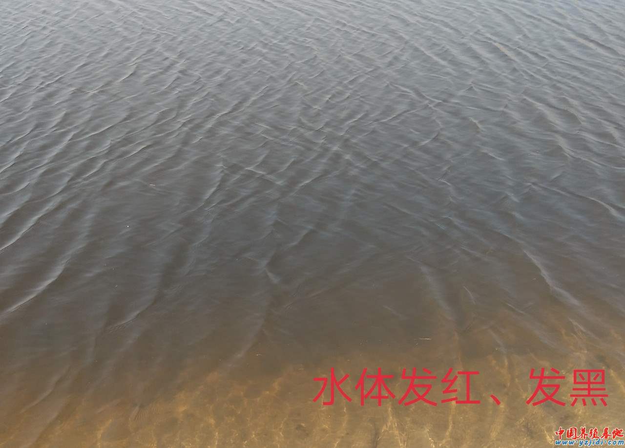 中國養殖基地 yzjidi.com