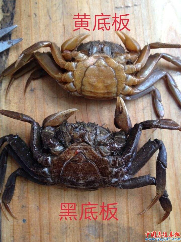 中國養殖基地 yzjidi.com