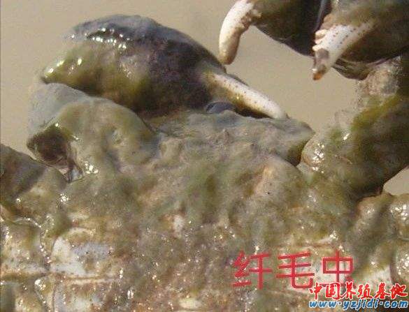 中國養殖基地 yzjidi.com